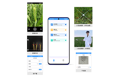 通化市小麦亩穗数分析仪IN-XM02