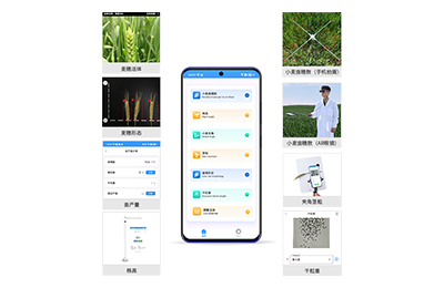 通化市小麦表型测量仪IN-XM05